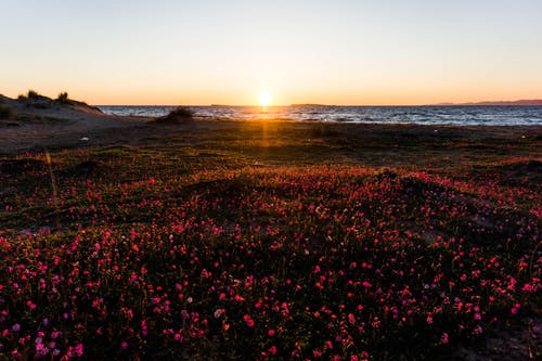 海边花田摄影 · 免费素材图片