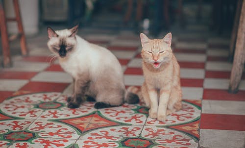 两只猫的特写摄影 · 免费素材图片