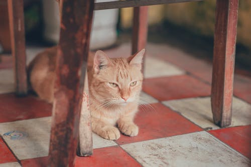 躺在地板上的橙色虎斑猫的摄影 · 免费素材图片