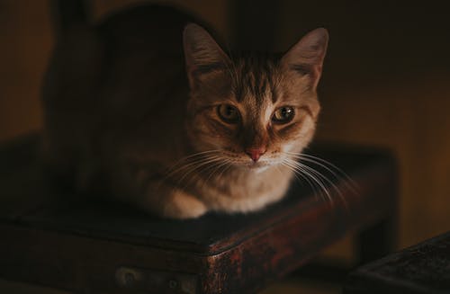 躺在木椅上的一只猫的特写摄影 · 免费素材图片