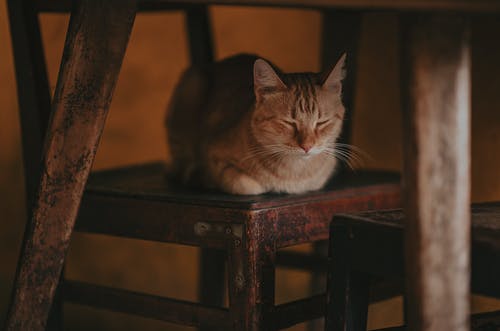 躺在木椅上的一只猫的摄影 · 免费素材图片