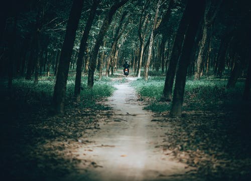 男子骑着摩托车在森林里的照片 · 免费素材图片