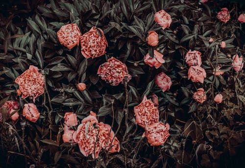 叶子附近的粉红色花朵摄影 · 免费素材图片
