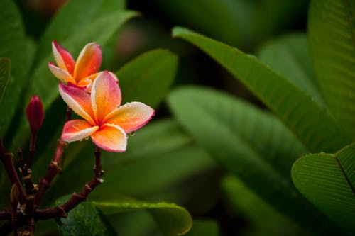 花匠的特写摄影 · 免费素材图片