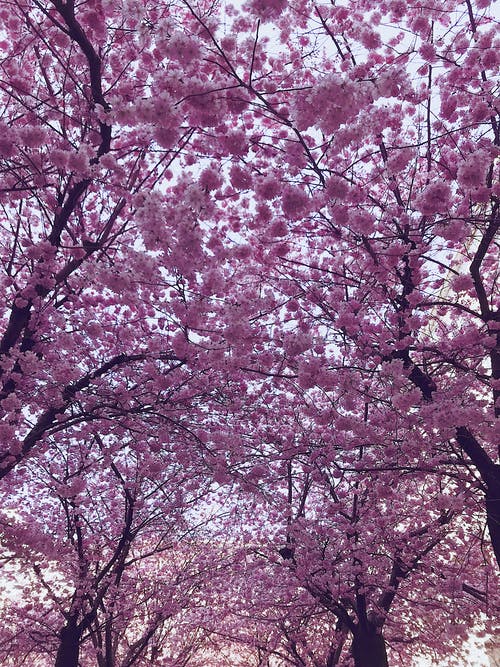 樱花树 · 免费素材图片