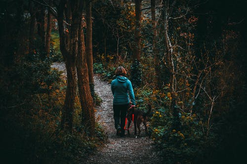 在白天在高大的树木下森林里散步的狗旁边的女人 · 免费素材图片