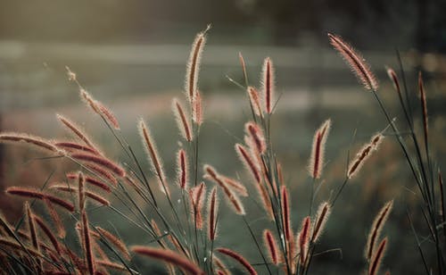 草的特写摄影 · 免费素材图片