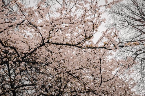 树枝与花的摄影 · 免费素材图片