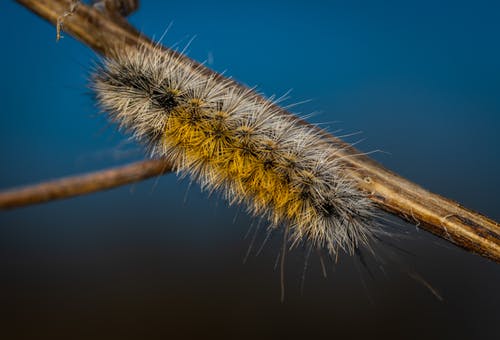褐蛾毛虫的特写摄影 · 免费素材图片