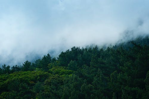 被雾包围的树木的风景 · 免费素材图片