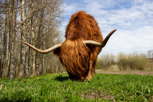 棕ya牛在绿色草地上 · 免费素材图片