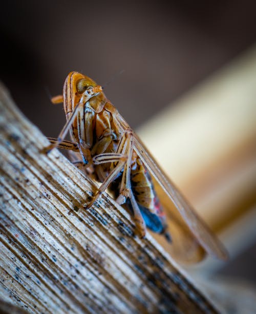 宏观摄影中的棕色昆虫 · 免费素材图片
