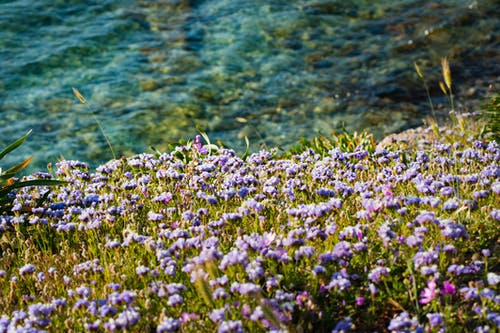 花在水附近的领域的照片 · 免费素材图片