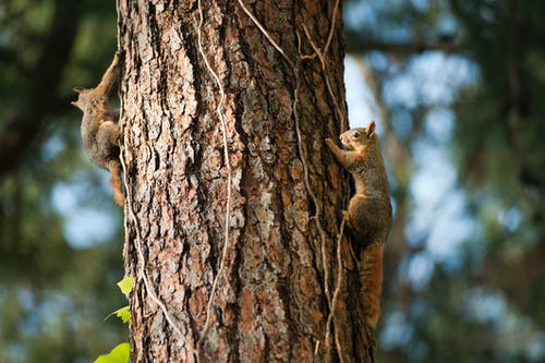 两只松鼠在树干上 · 免费素材图片