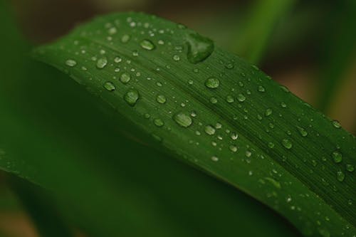 绿叶植物的水露照片 · 免费素材图片