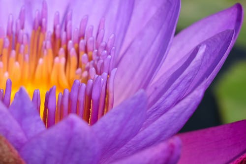 紫色花的微距摄影 · 免费素材图片