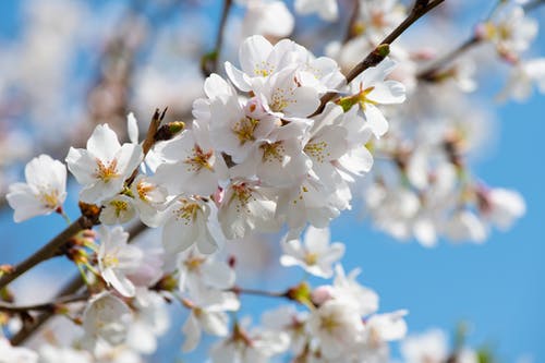 白樱花树 · 免费素材图片