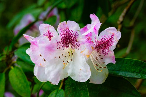 粉色和白色的花瓣花 · 免费素材图片