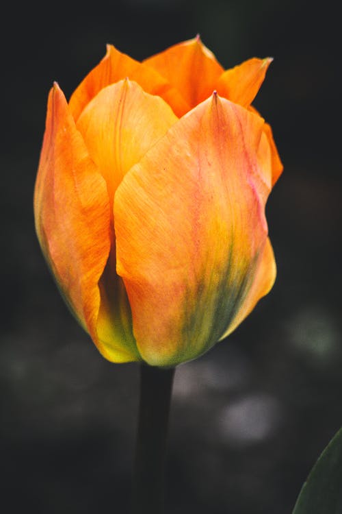 橙色郁金香花的选择性聚焦摄影 · 免费素材图片