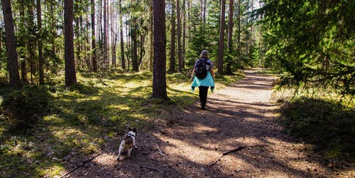女人穿着黑色背包和她的狗走在树林里的小路上 · 免费素材图片