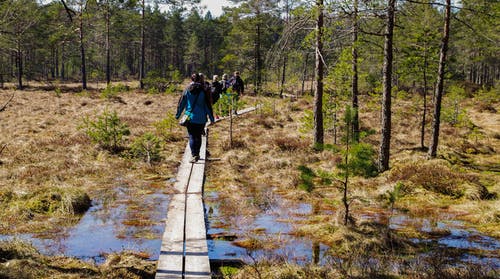 人们走在森林里的棕色木板 · 免费素材图片