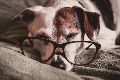 白色和棕色腊肠狗配黑色镜框眼镜 · 免费素材图片