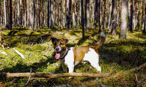 成人棕褐色和白色杰克罗素梗犬 · 免费素材图片