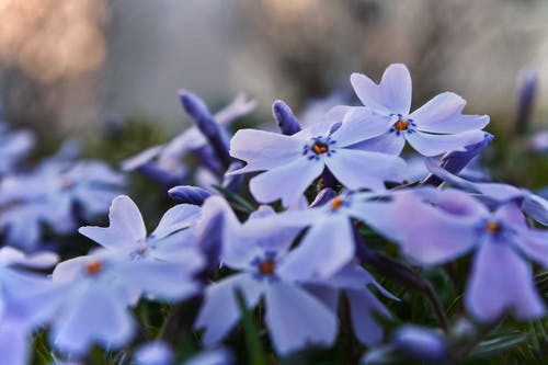 紫色福禄花 · 免费素材图片