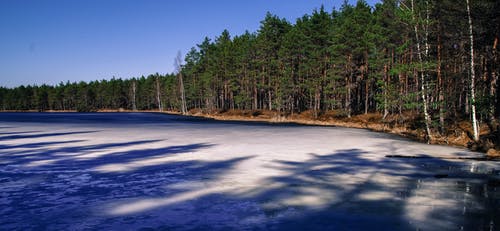 绿树的领域 · 免费素材图片