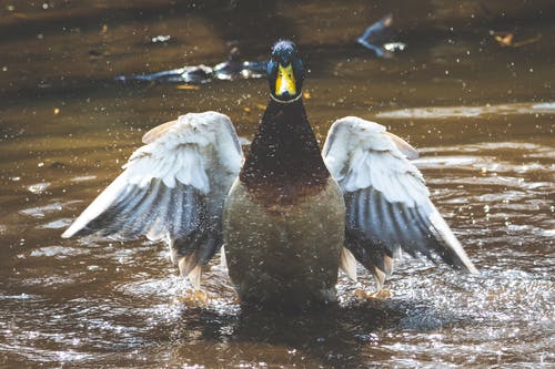 棕色和灰色的鸭子在水体上的照片 · 免费素材图片