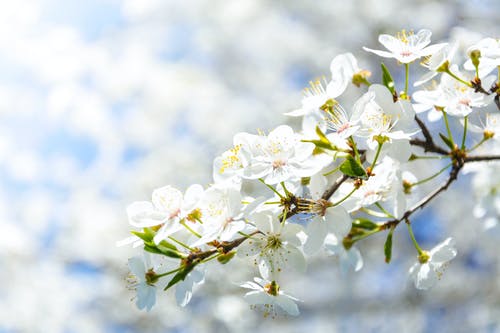 白色樱花花的选择性聚焦摄影 · 免费素材图片