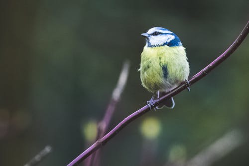 鸟栖息在植物上 · 免费素材图片