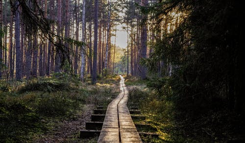 在森林中的空木通路 · 免费素材图片