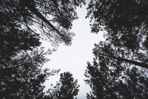 高大的树木的蠕虫眼摄影 · 免费素材图片