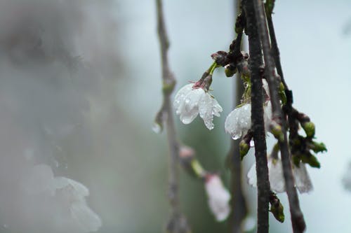 白树开花与露水在特写照片 · 免费素材图片