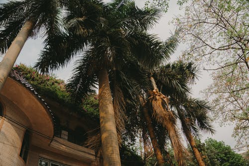 棕榈树在灰色的天空下 · 免费素材图片