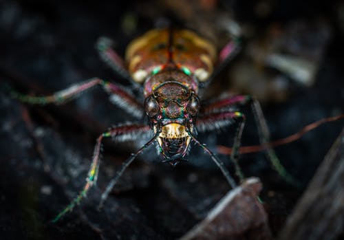 特写珠宝甲虫的照片 · 免费素材图片