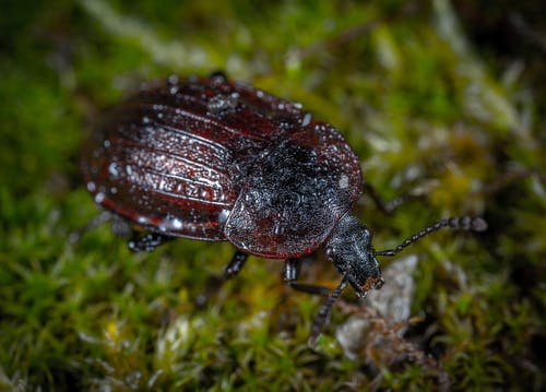 棕色和黑色的甲虫，在绿色草地上的特写照片 · 免费素材图片