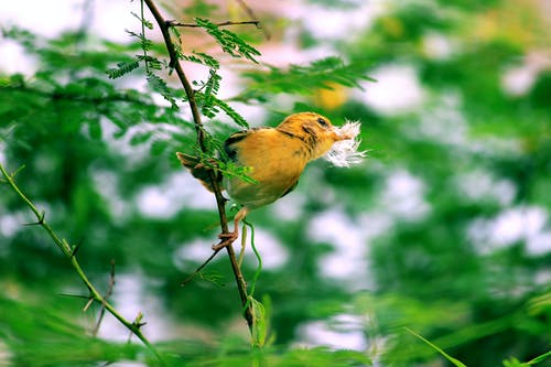 黄鸟栖息在树上 · 免费素材图片
