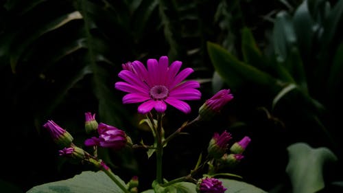 紫色非洲菊雏菊花的照片 · 免费素材图片