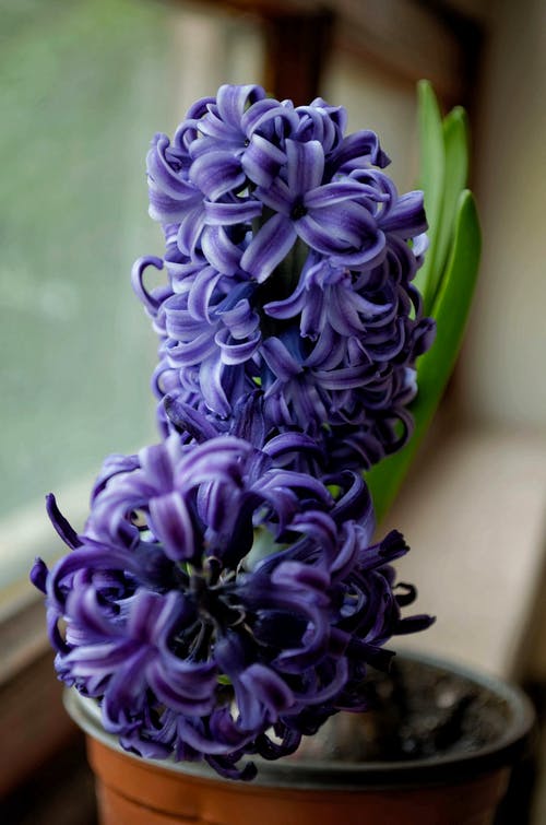 紫色风信子花的选择性聚焦摄影 · 免费素材图片