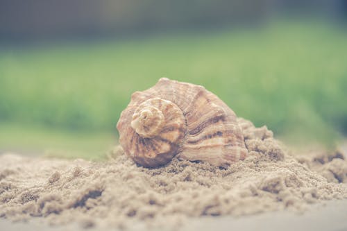 贝壳在沙滩上的宏观摄影 · 免费素材图片