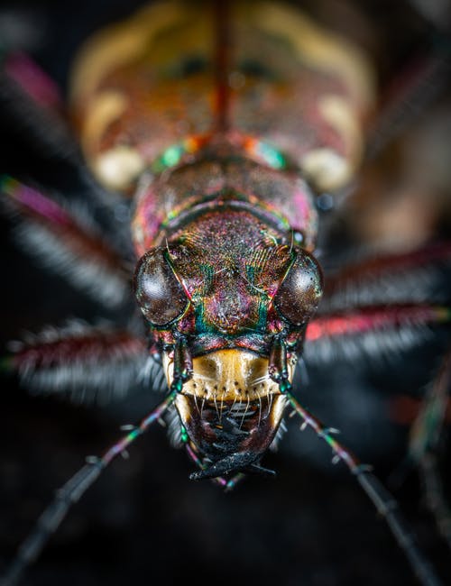 珠宝甲虫的特写摄影 · 免费素材图片