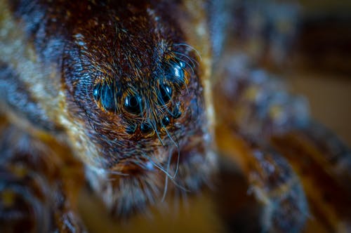 棕色蜘蛛的微距摄影 · 免费素材图片