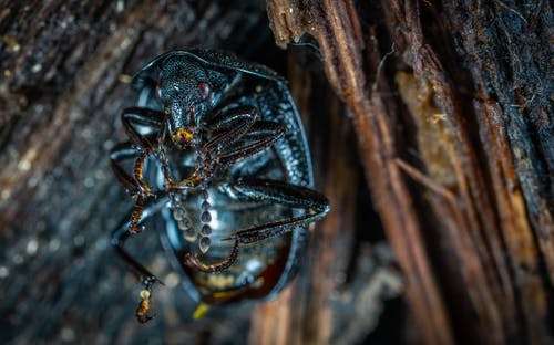 黑虫的微距摄影 · 免费素材图片