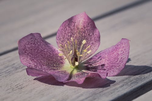紫色的小花的特写摄影 · 免费素材图片