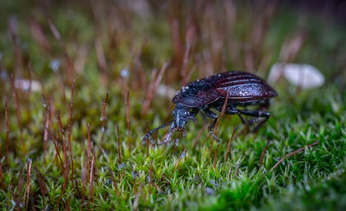 在特写摄影的绿色草地上的黑地面甲虫 · 免费素材图片