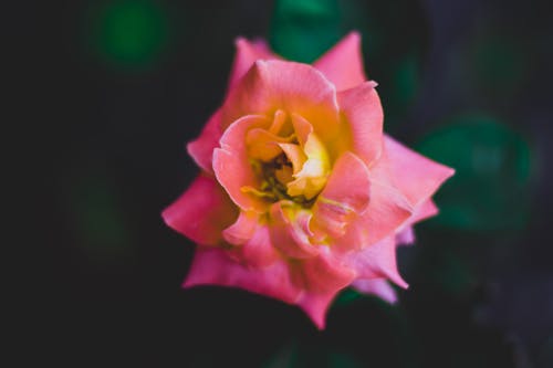 粉红玫瑰 · 免费素材图片