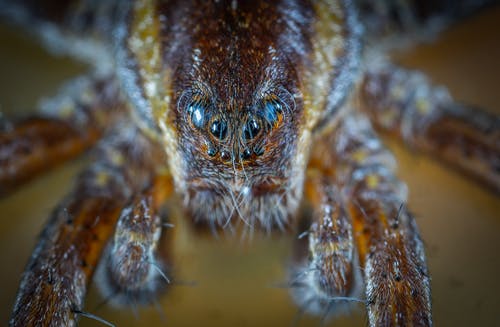 棕色跳跃蜘蛛的微型照片 · 免费素材图片