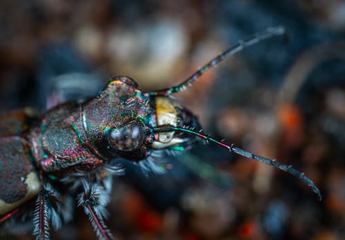 黑色昆虫浅焦点摄影 · 免费素材图片